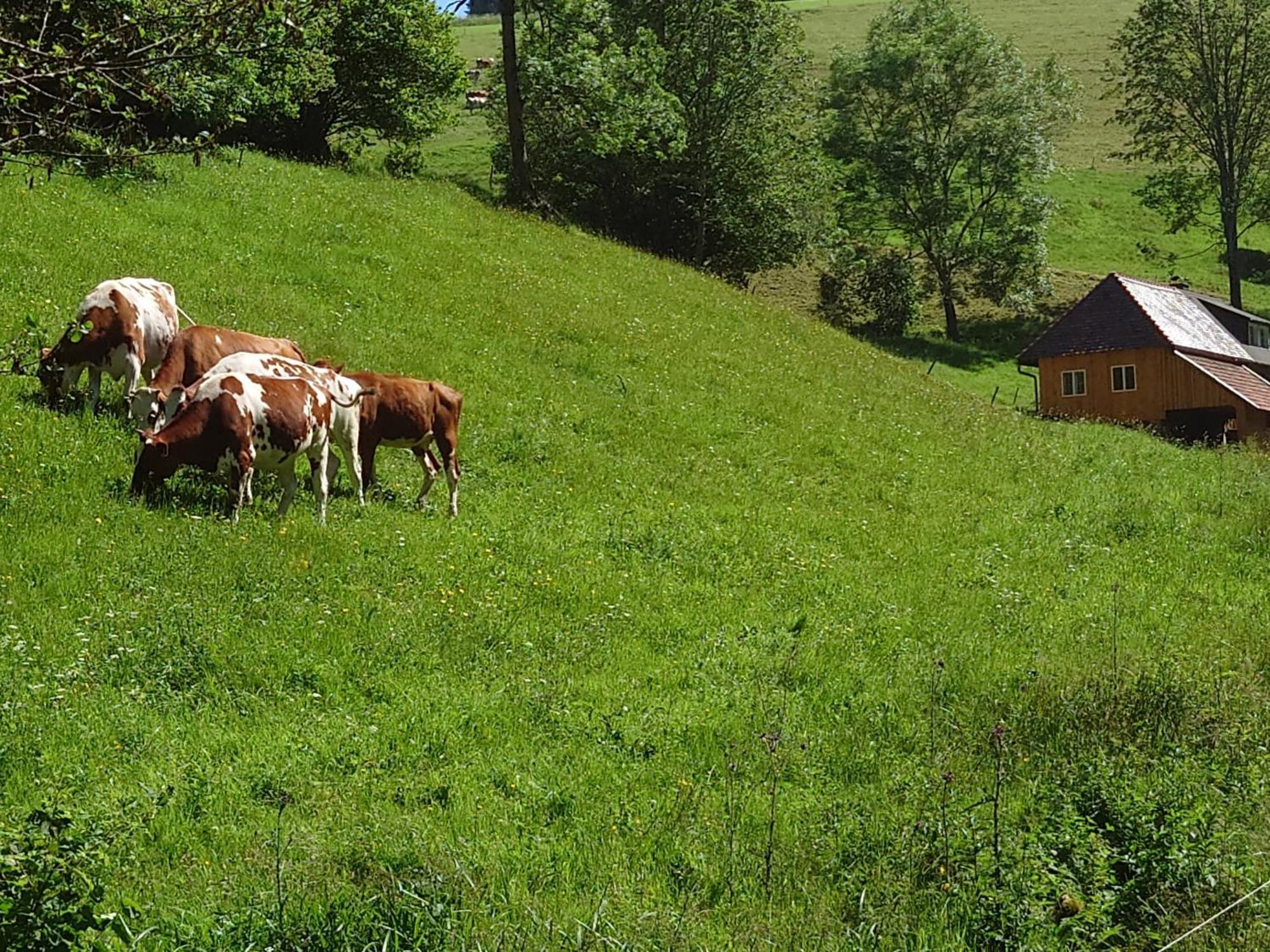 Appartamento Brosihof Erlenbach  Esterno foto